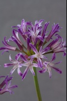 Allium abramsii 'NNS06-4'